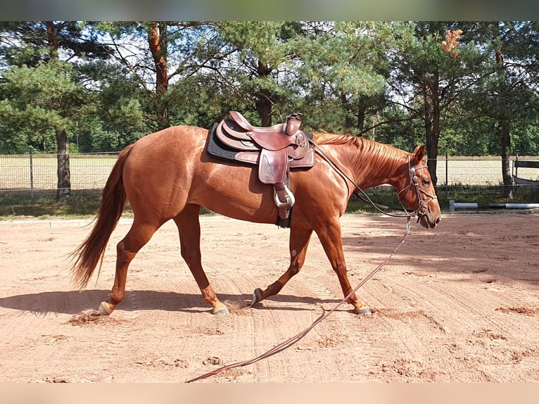 American Quarter Horse Merrie 3 Jaar 157 cm Vos in Zerbst
