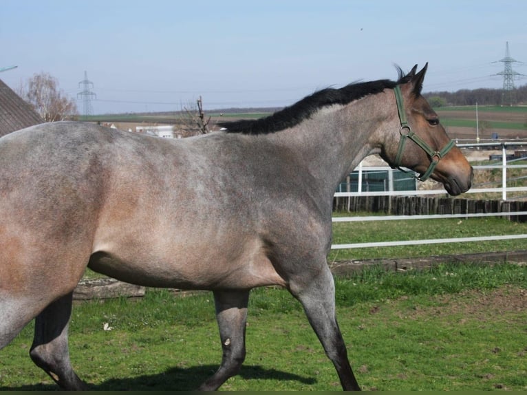 American Quarter Horse Merrie 3 Jaar 160 cm Roan-Bay in Pöttsching