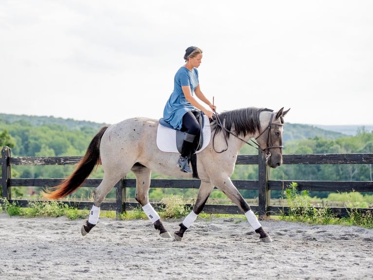 American Quarter Horse Mix Merrie 3 Jaar 160 cm Roan-Blue in Honey Brook