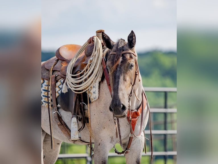 American Quarter Horse Mix Merrie 3 Jaar 160 cm Roan-Blue in Honey Brook