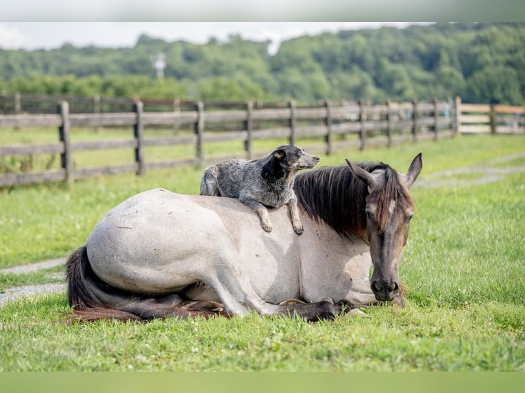 American Quarter Horse Mix Merrie 3 Jaar 160 cm Roan-Blue in Honey Brook