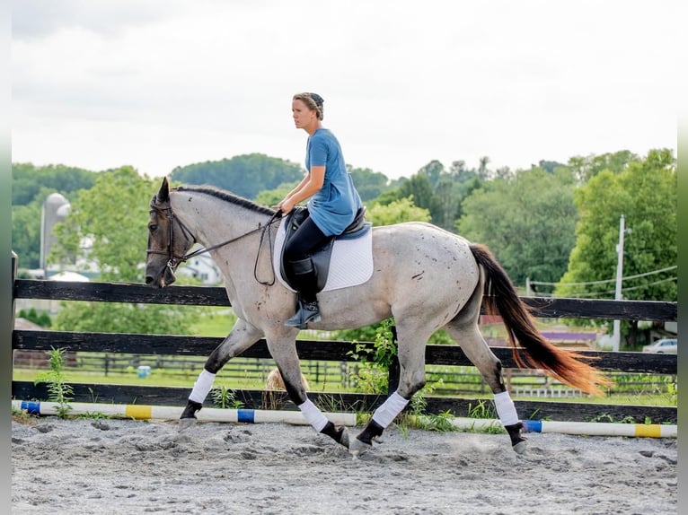 American Quarter Horse Mix Merrie 3 Jaar 160 cm Roan-Blue in Honey Brook