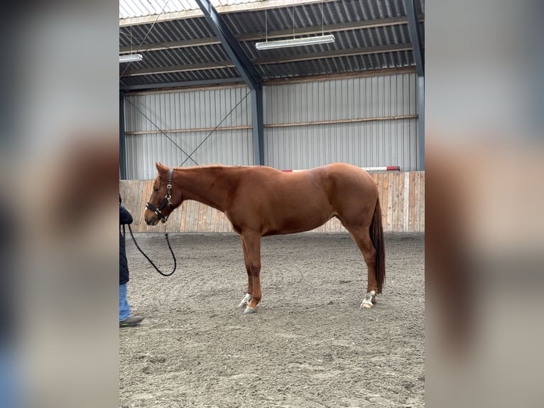 American Quarter Horse Merrie 3 Jaar 160 cm Roodvos in Randers