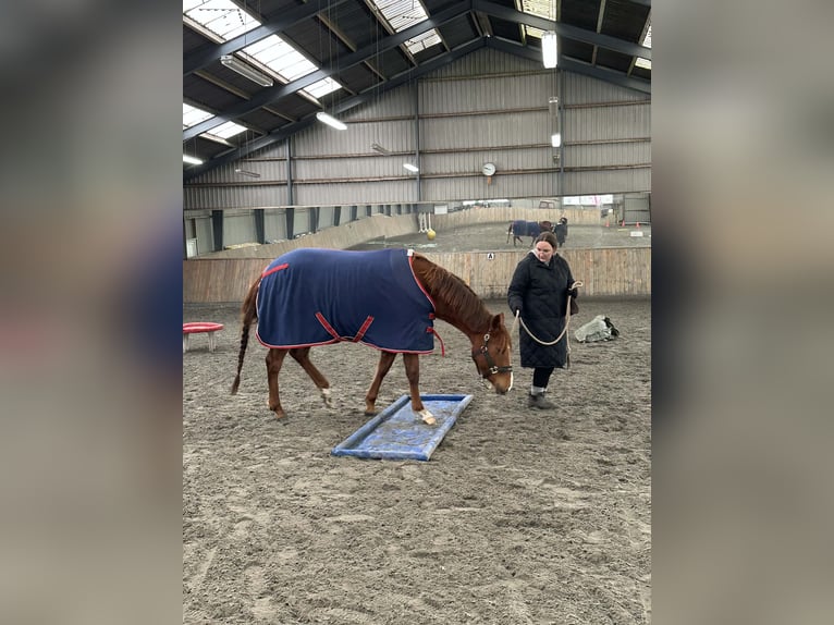 American Quarter Horse Merrie 3 Jaar 160 cm Roodvos in Randers