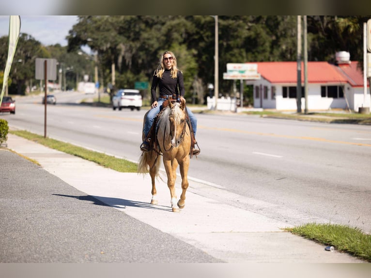 American Quarter Horse Merrie 3 Jaar 163 cm Palomino in Ocala