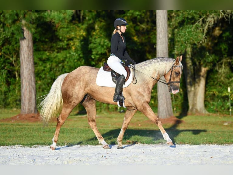 American Quarter Horse Merrie 3 Jaar 163 cm Palomino in Ocala