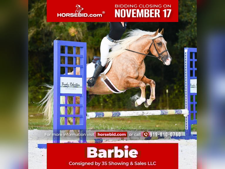 American Quarter Horse Merrie 3 Jaar 163 cm Palomino in Ocala