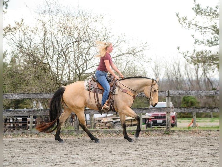 American Quarter Horse Merrie 3 Jaar 163 cm in New Holland, PA