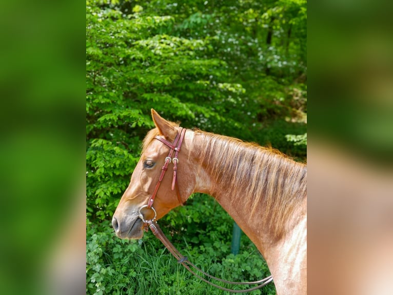 American Quarter Horse Merrie 3 Jaar 165 cm Roan-Red in Völkenroth