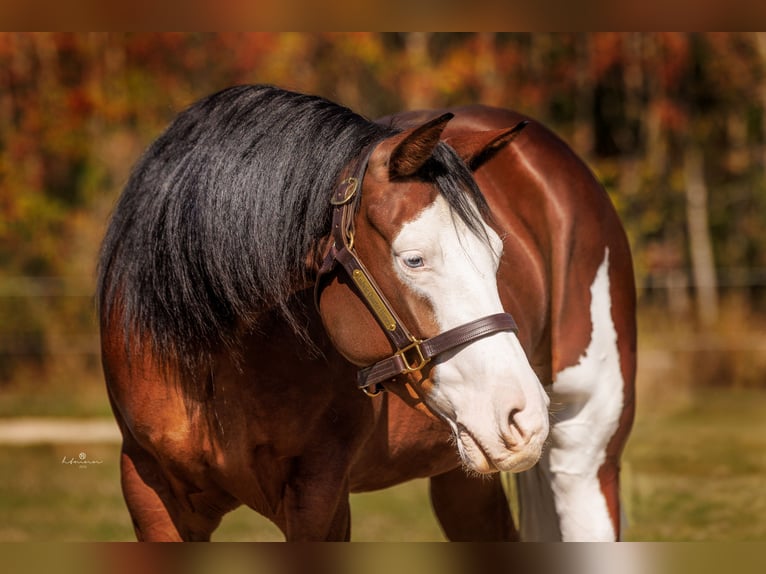 American Quarter Horse Merrie 3 Jaar Bruin in Bitz