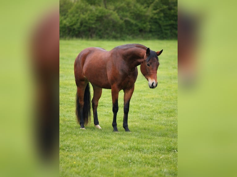 American Quarter Horse Merrie 3 Jaar Bruin in Bell