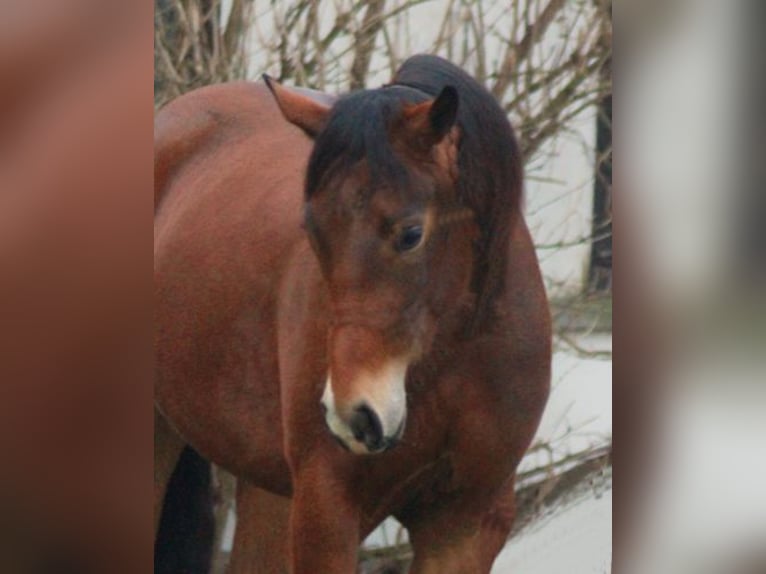 American Quarter Horse Merrie 3 Jaar Bruin in Bell