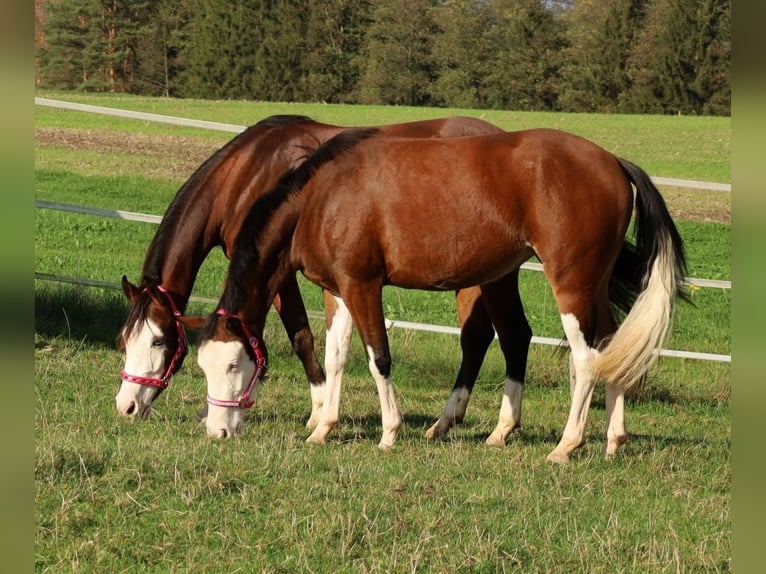 American Quarter Horse Merrie 3 Jaar Bruin in Schlammersdorf