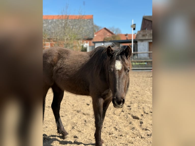 American Quarter Horse Merrie 3 Jaar  in ANDERLINGEN