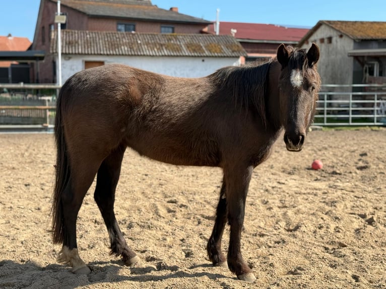American Quarter Horse Merrie 3 Jaar  in ANDERLINGEN