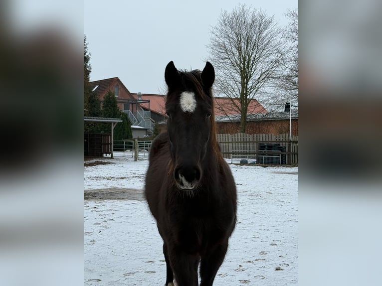 American Quarter Horse Merrie 3 Jaar  in Anderlingen