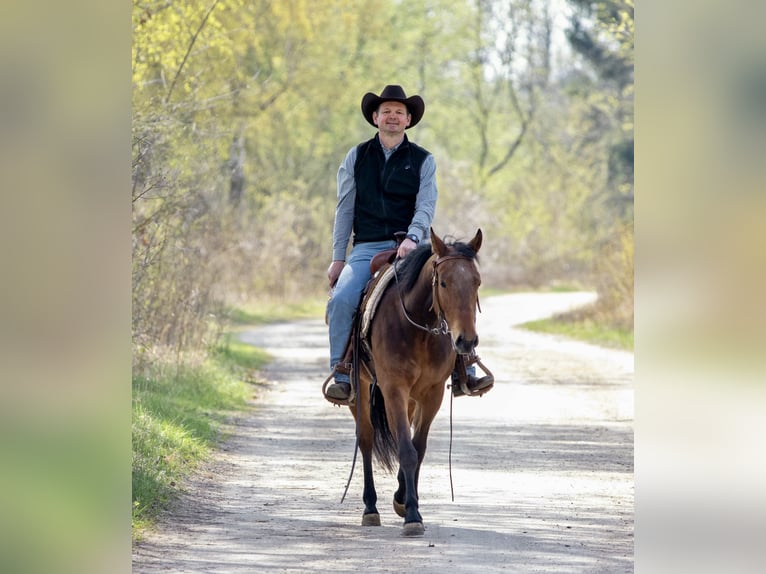 American Quarter Horse Merrie 3 Jaar Donkerbruin in EhingenEhingen