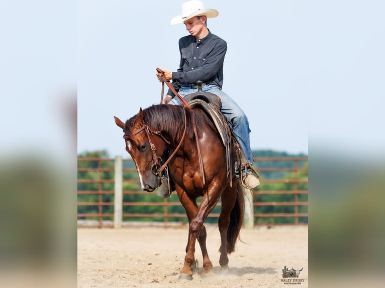 American Quarter Horse Merrie 3 Jaar Donkere-vos in Auburn