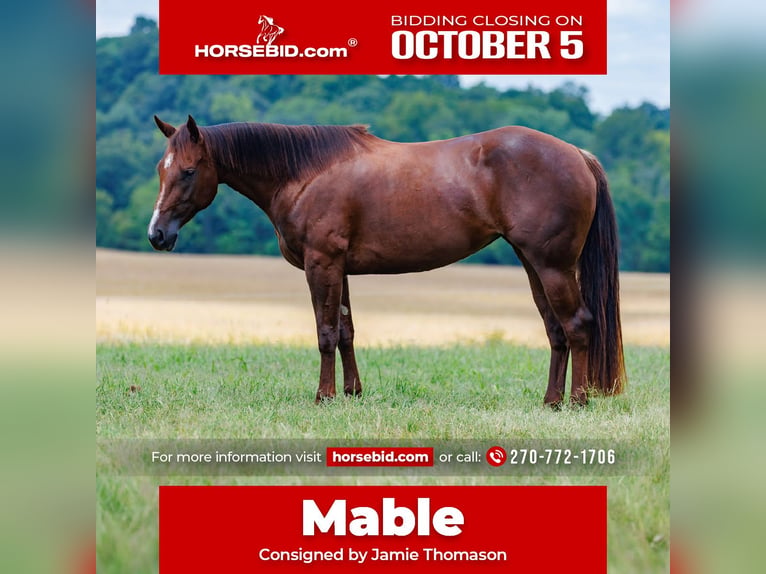 American Quarter Horse Merrie 3 Jaar Donkere-vos in Auburn