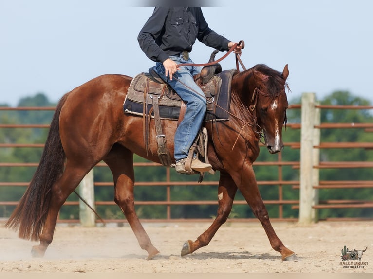 American Quarter Horse Merrie 3 Jaar Donkere-vos in Auburn