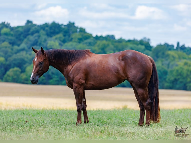American Quarter Horse Merrie 3 Jaar Donkere-vos in Auburn