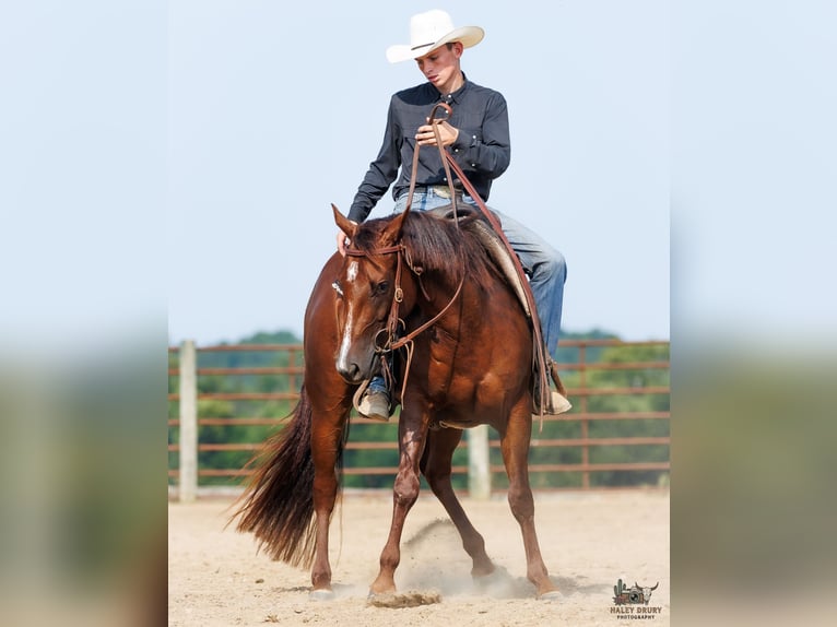 American Quarter Horse Merrie 3 Jaar Donkere-vos in Auburn