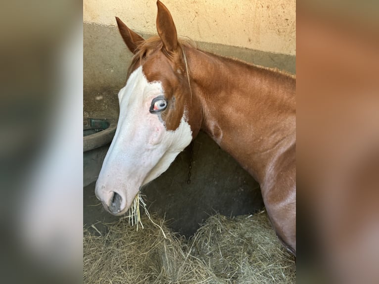 American Quarter Horse Merrie 3 Jaar Gevlekt-paard in Sitges