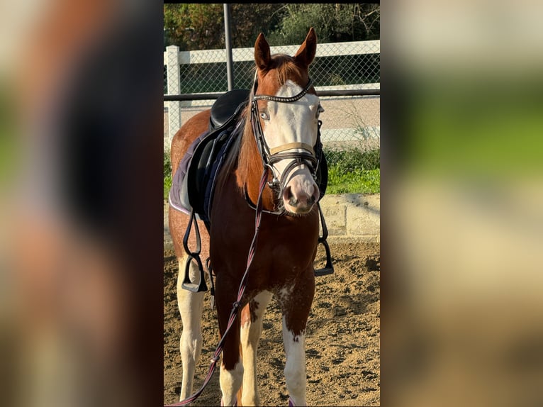 American Quarter Horse Merrie 3 Jaar Gevlekt-paard in Sitges