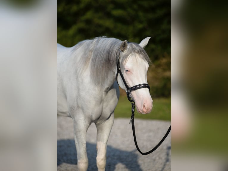American Quarter Horse Merrie 3 Jaar Overo-alle-kleuren in Verona