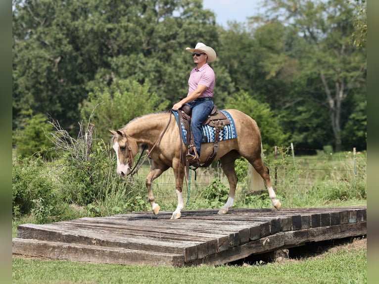 American Quarter Horse Merrie 3 Jaar Palomino in Buffalo