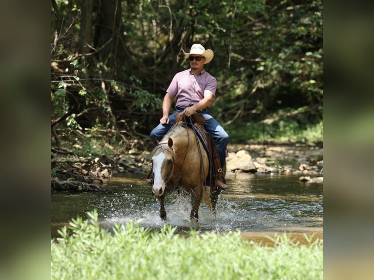 American Quarter Horse Merrie 3 Jaar Palomino in Buffalo