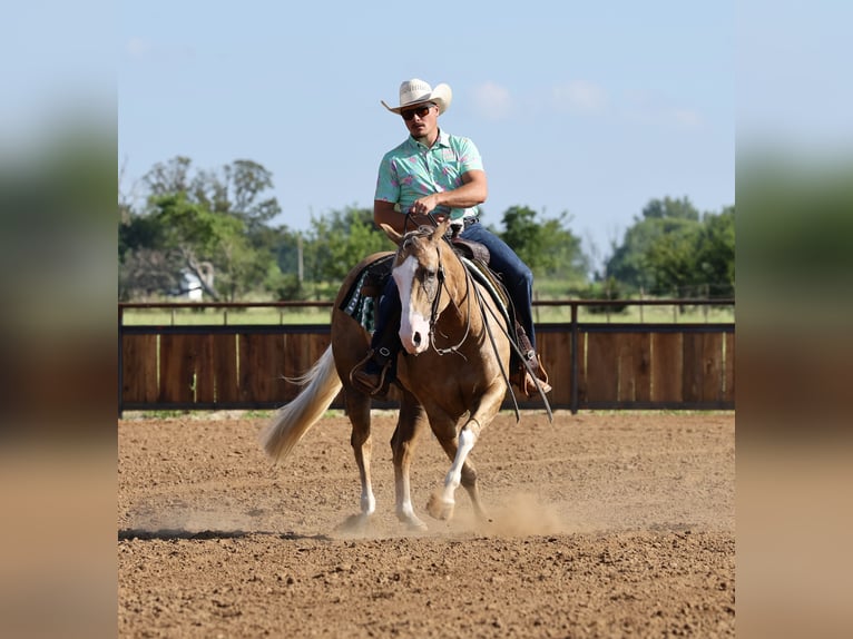 American Quarter Horse Merrie 3 Jaar Palomino in Buffalo