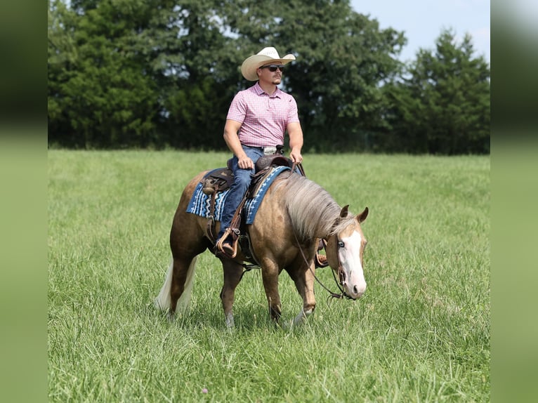 American Quarter Horse Merrie 3 Jaar Palomino in Buffalo