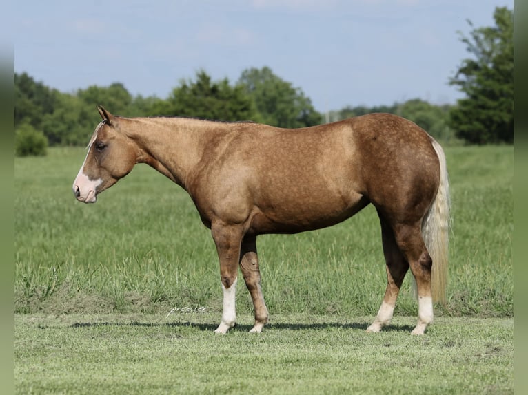 American Quarter Horse Merrie 3 Jaar Palomino in Buffalo