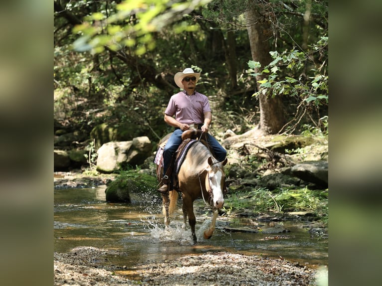 American Quarter Horse Merrie 3 Jaar Palomino in Buffalo