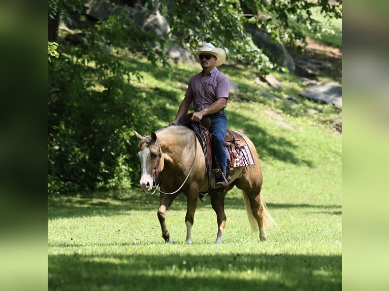 American Quarter Horse Merrie 3 Jaar Palomino in Buffalo