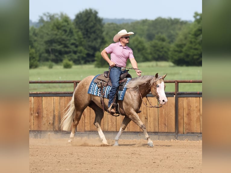 American Quarter Horse Merrie 3 Jaar Palomino in Buffalo