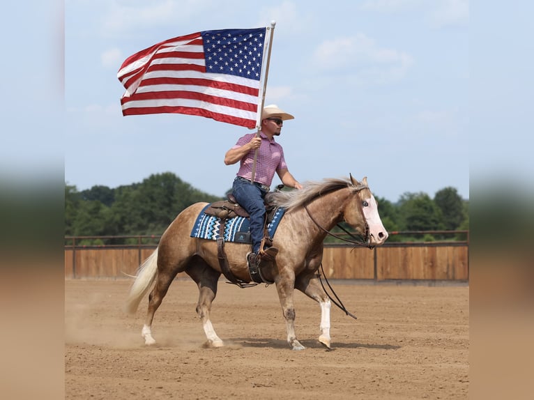 American Quarter Horse Merrie 3 Jaar Palomino in Buffalo