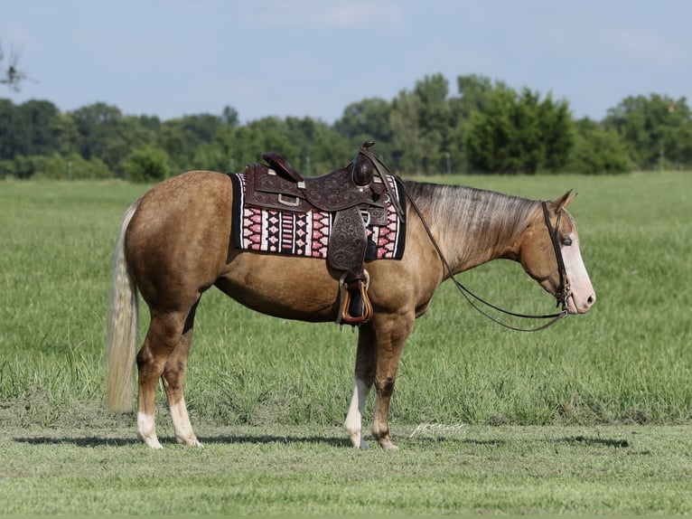 American Quarter Horse Merrie 3 Jaar Palomino in Buffalo