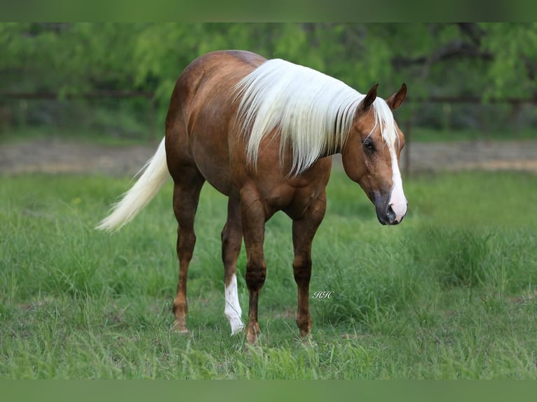 American Quarter Horse Merrie 3 Jaar Palomino in Kaufman, TX