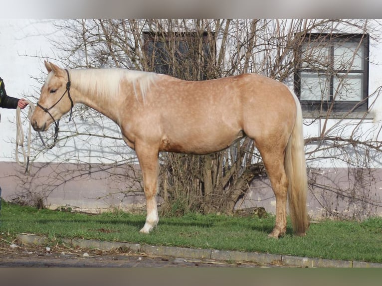 American Quarter Horse Merrie 3 Jaar Palomino in Laubach