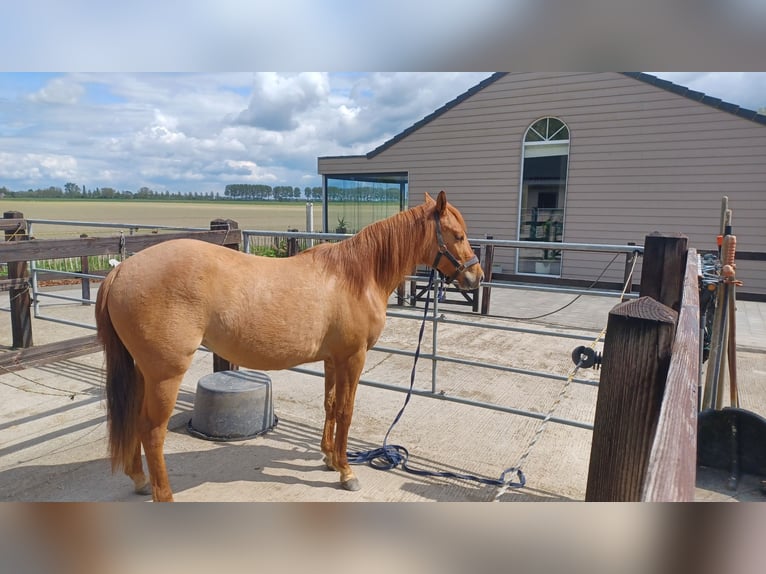 American Quarter Horse Merrie 3 Jaar Red Dun in Vogelwaarde