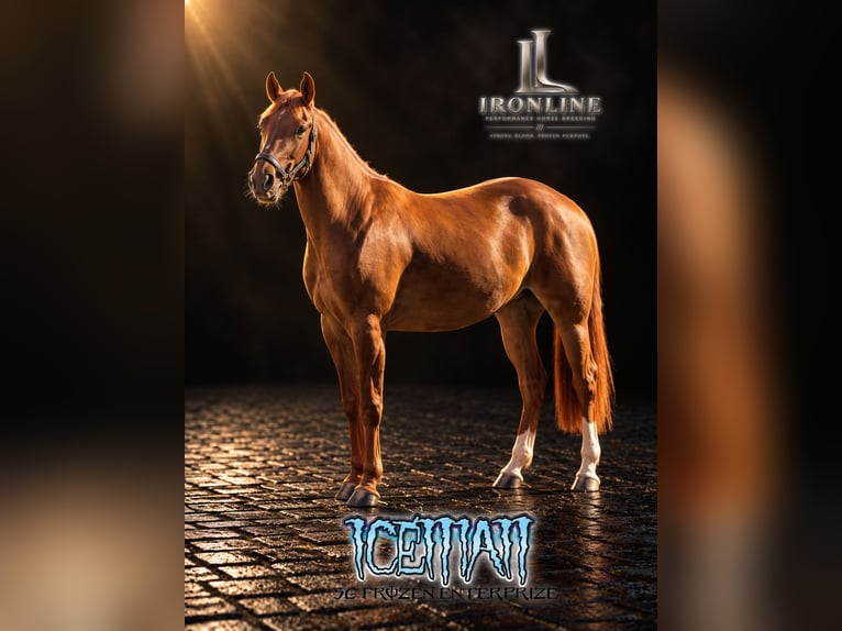 American Quarter Horse Merrie 3 Jaar Red Dun in Walldürn