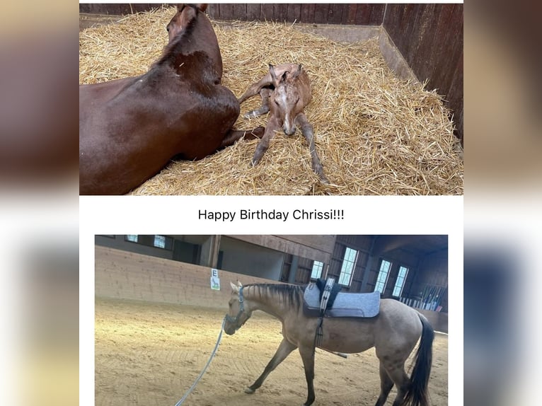 American Quarter Horse Merrie 3 Jaar in Nördlingen