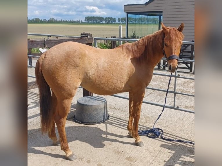 American Quarter Horse Merrie 3 Jaar in Vogelwaarde