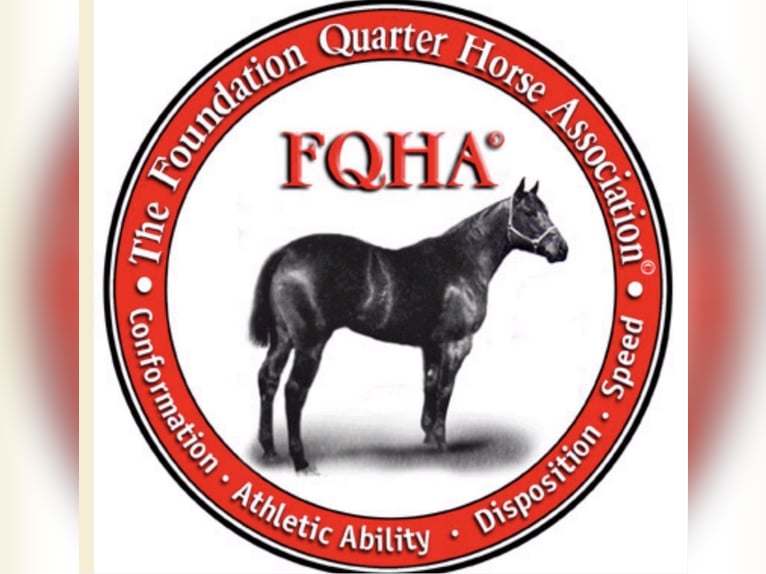 American Quarter Horse Merrie 3 Jaar Roan-Red in Secchiano Marecchia