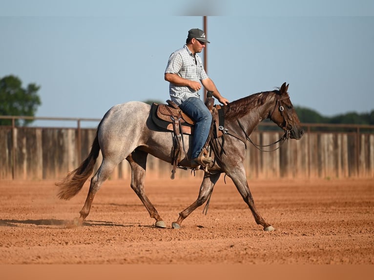 American Quarter Horse Merrie 3 Jaar Roan-Red in Waco