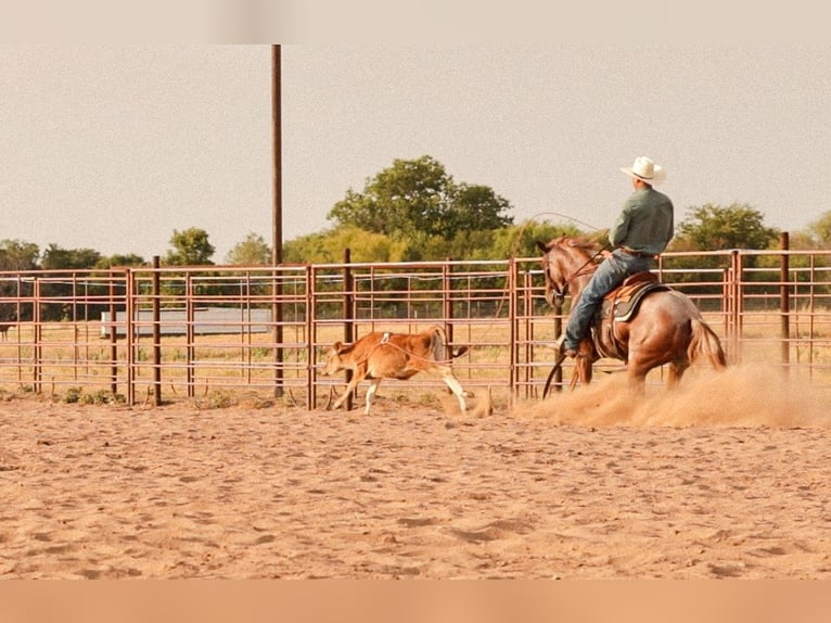 American Quarter Horse Merrie 3 Jaar Roan-Red in Ryan