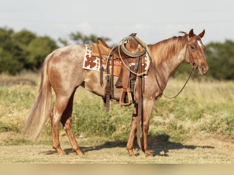 American Quarter Horse Merrie 3 Jaar Roan-Red in Ryan