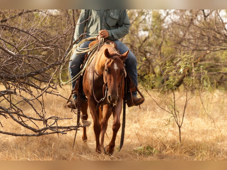 American Quarter Horse Merrie 3 Jaar Roan-Red in Ryan